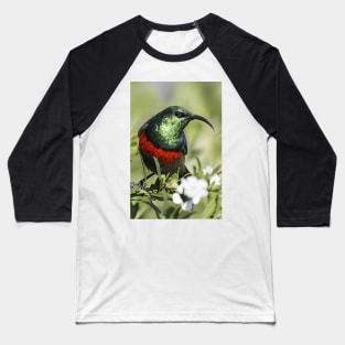 Double-collared Sunbird, South Africa Baseball T-Shirt